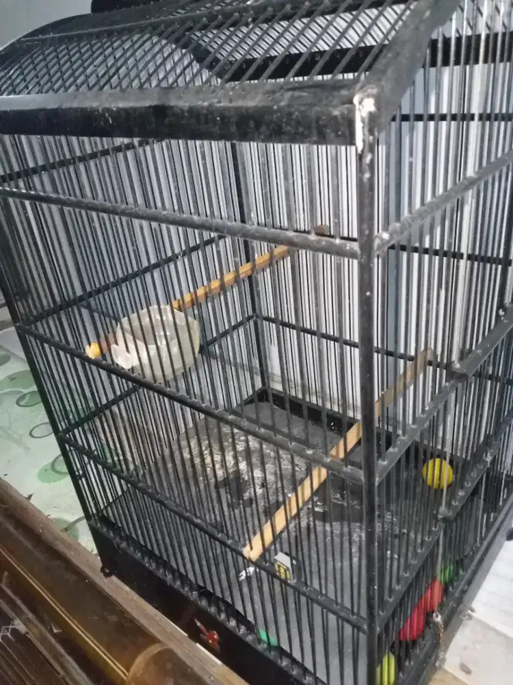 Kandang burung merk gangster