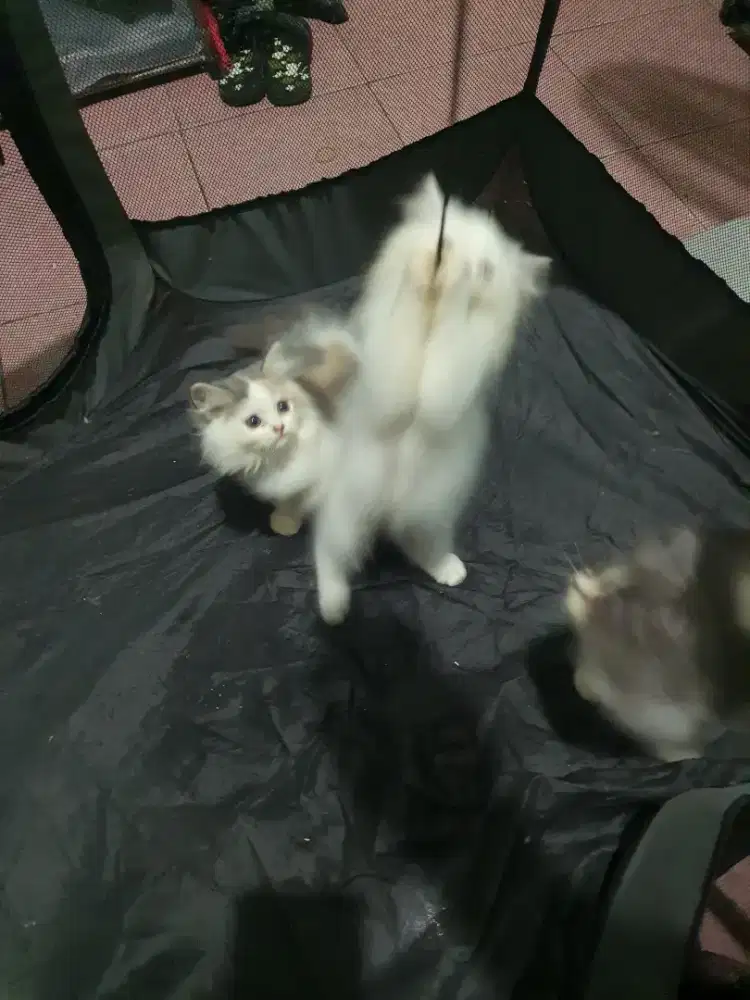 Kitten persia medium x peaknose