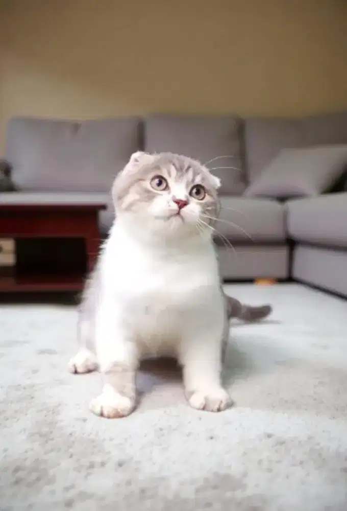Scottish fold bicolor tabby