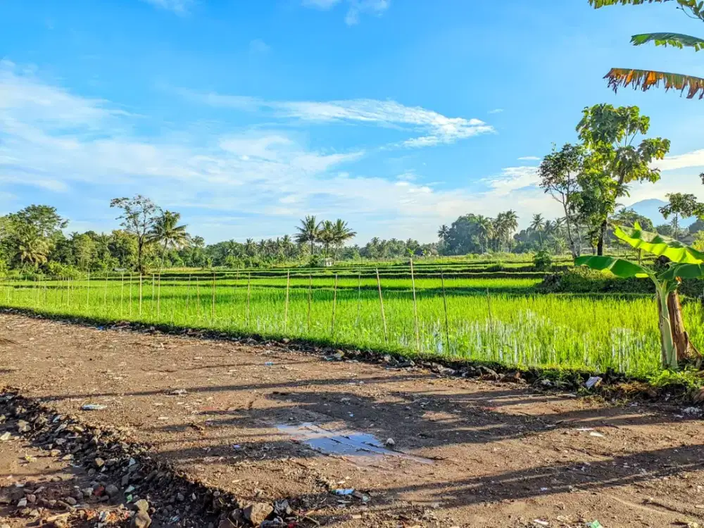Tanah Pandowoharjo Area Palagan Dekat Jl. Magelang dan Kota Jogja
