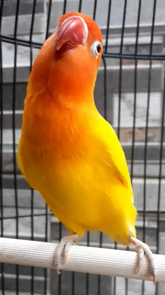 BURUNG LOVEBIRD LUNTINO AKTIF GACOR NGEKEK