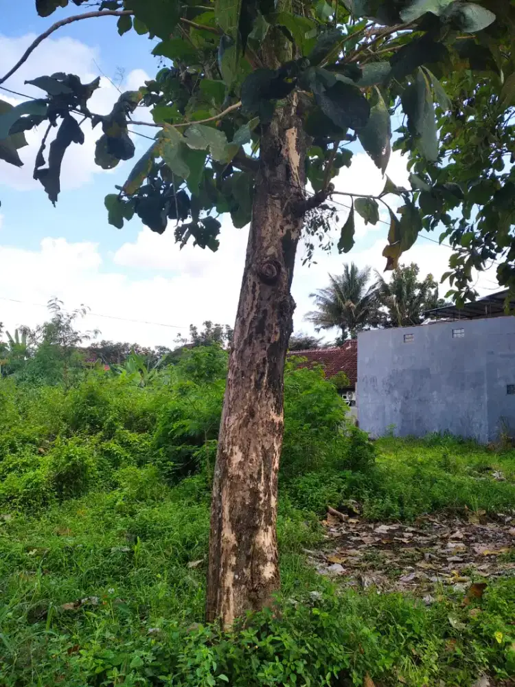 dijual pohon jati kampung umur 15 tahun