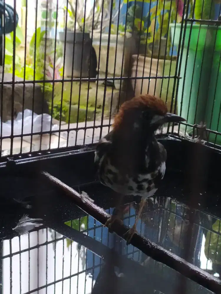 anis kembang wiksar aktif