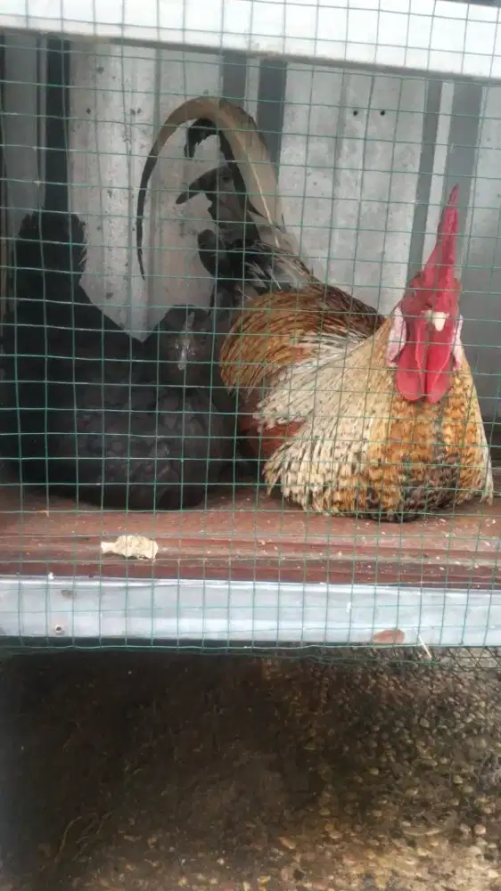 Jual ayam cemani + ayam  jago