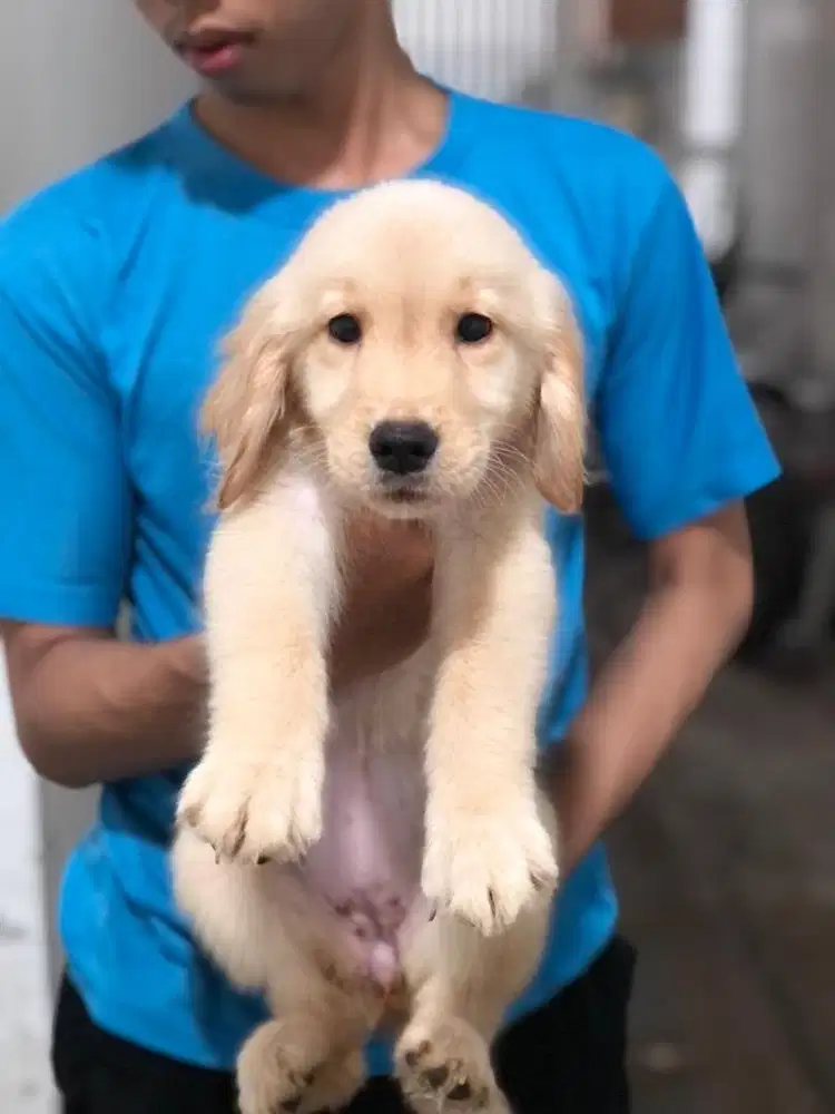 Anakan Golden Retriever