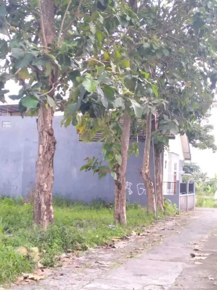 Dijual pohon jati kampung 15 tahun