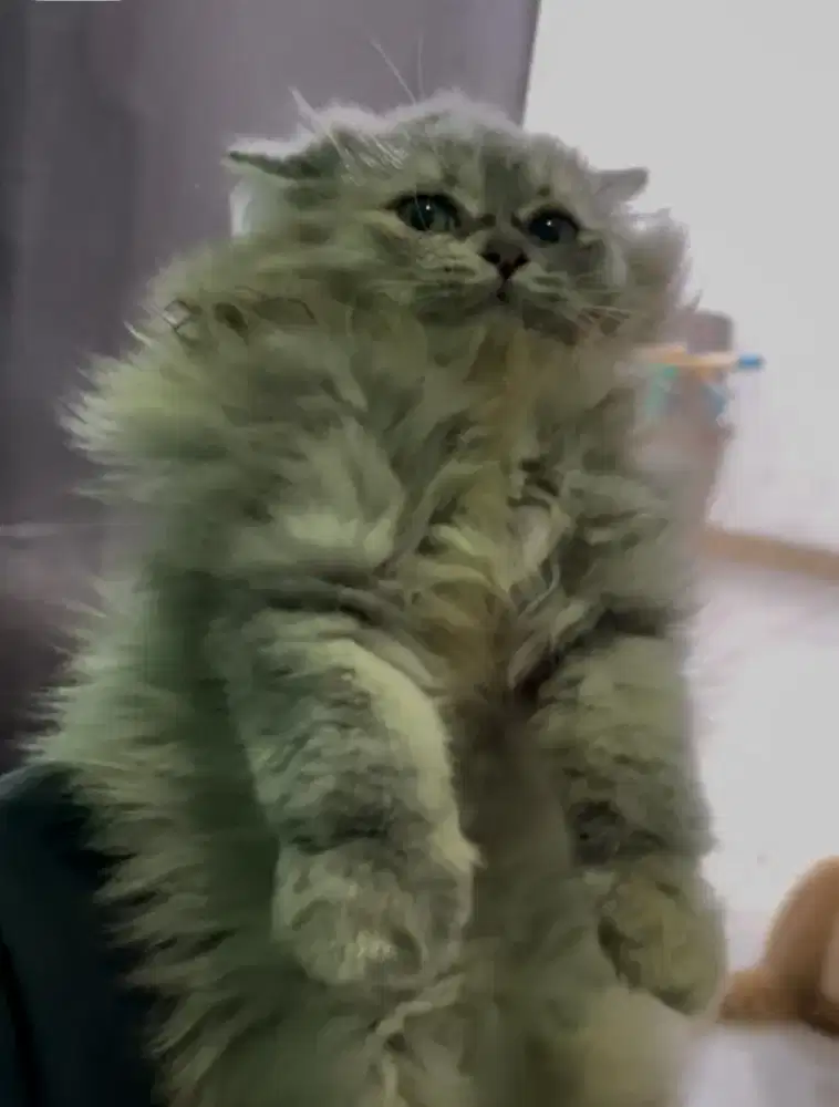 Kucing persia longhair