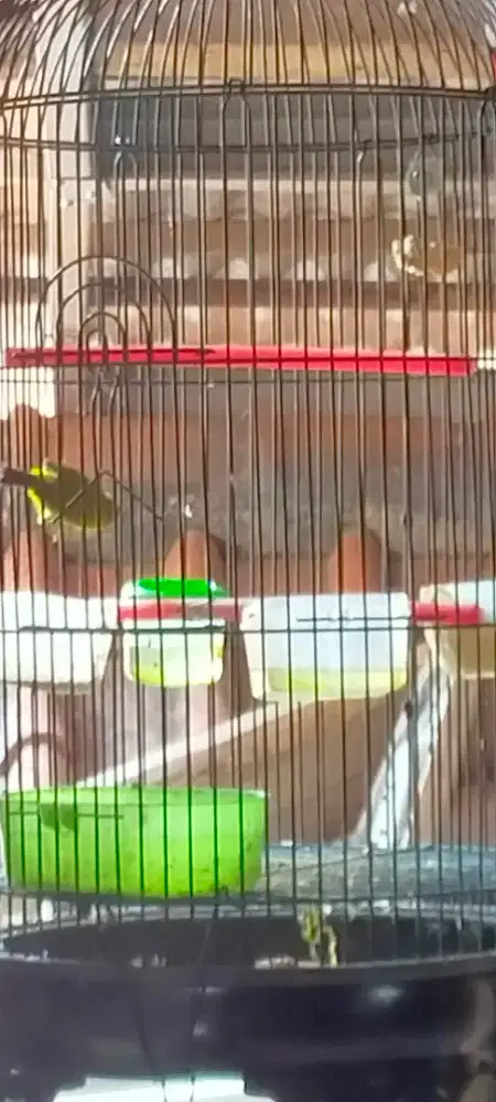 PLci pacitan rajin nenbak ngeroll