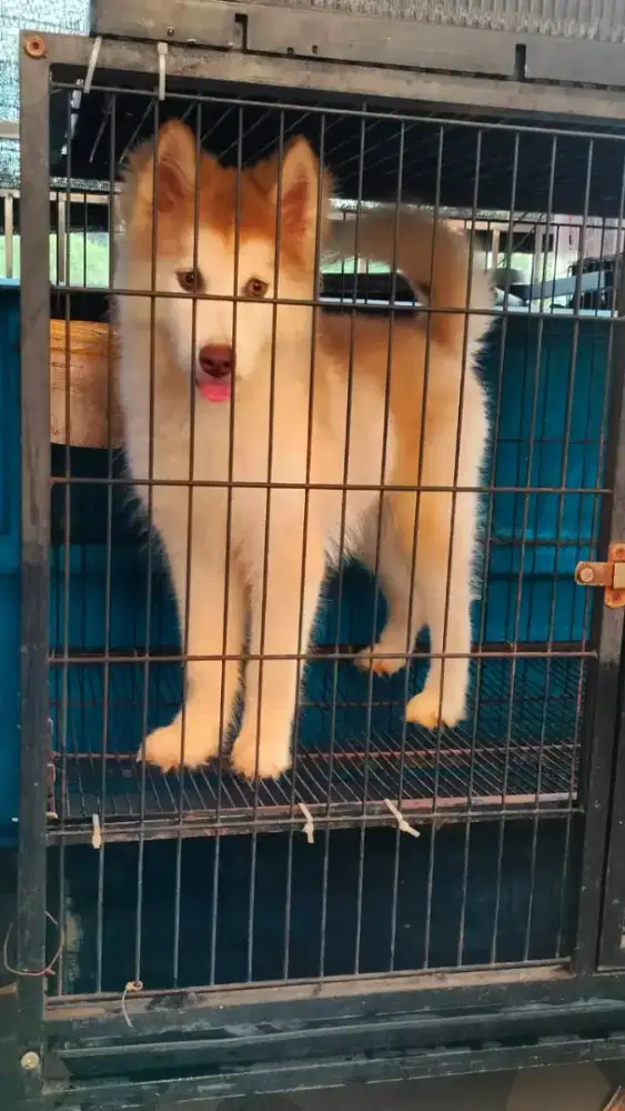 Anjing Siberian husky betina