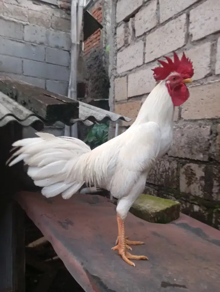 Ayam kampung putih jantan jago