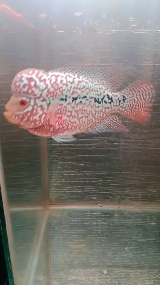 .KAMFA F2 gen GB ori thailand