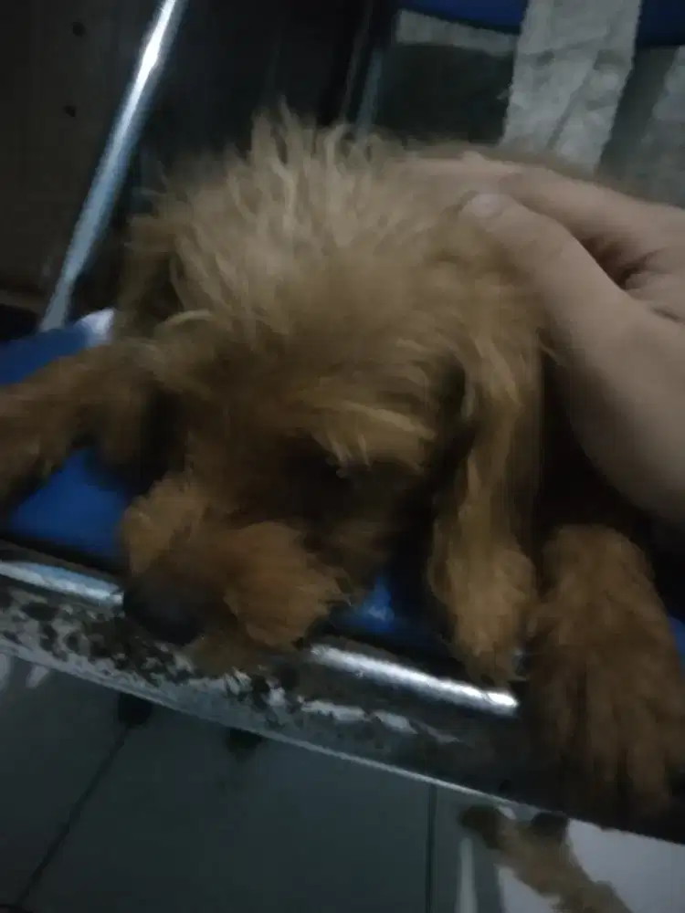 Anak anjing campuran