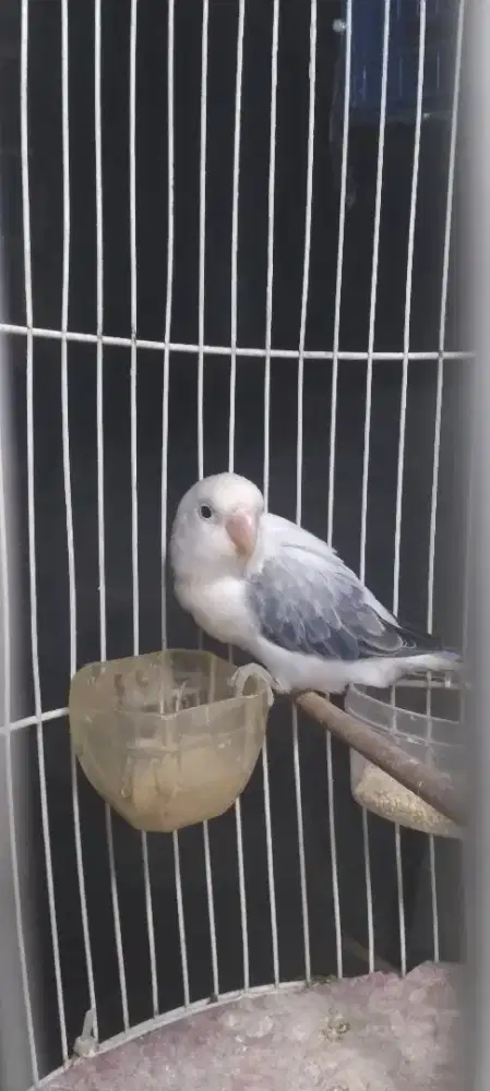 Lovebird love bird biola euwing mouve