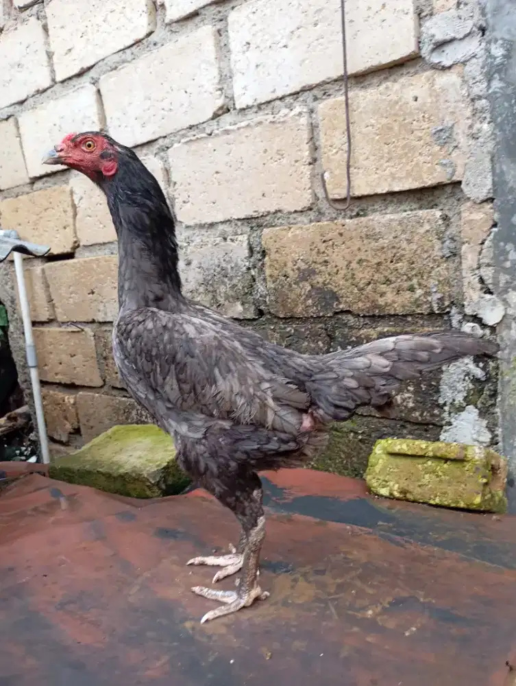 Ayam bangkok lokal birma bangkok betina biang
