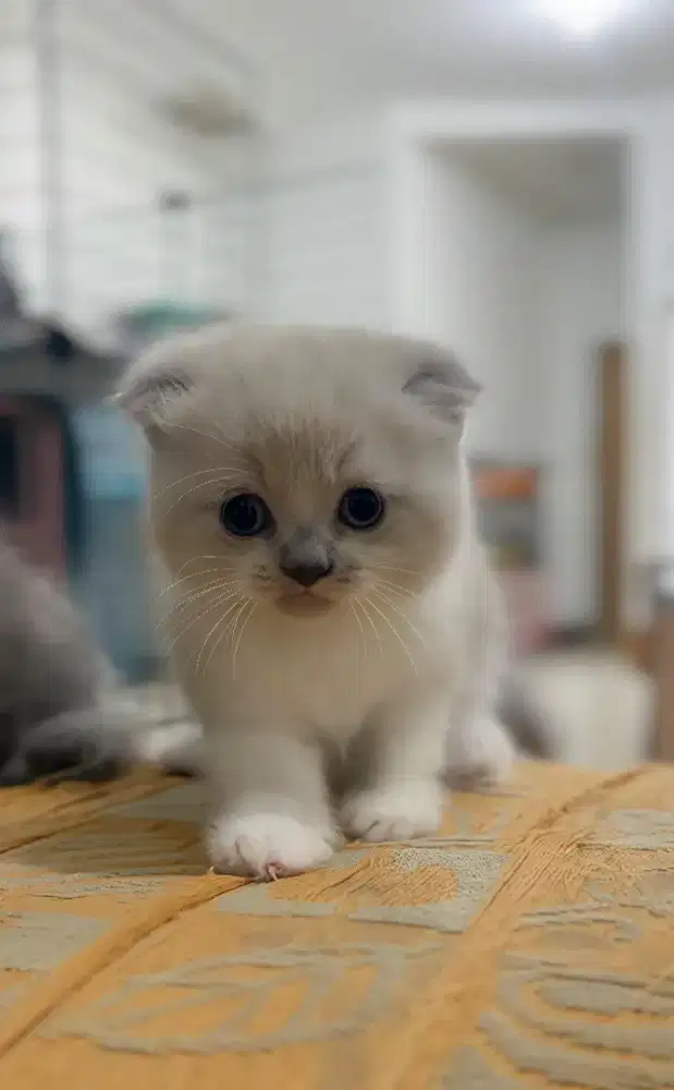 SCOTTISH FOLD BICOLOR