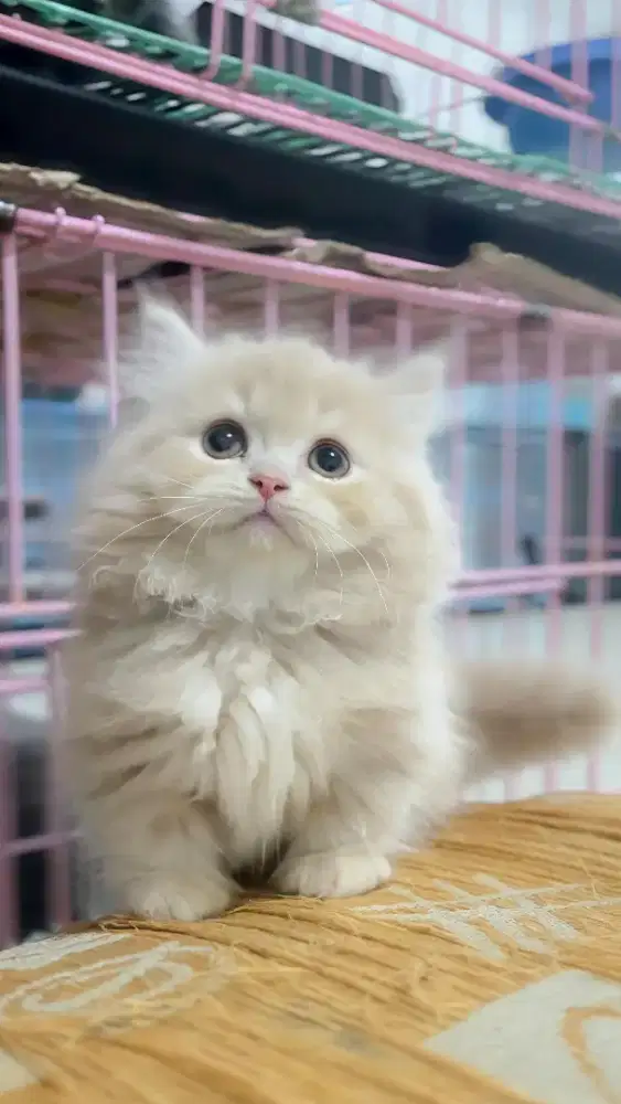 Munchkin Longhair Top Standar/RH