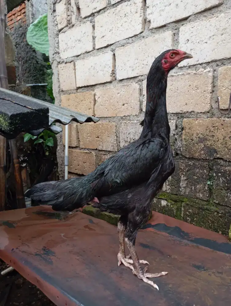 Ayam bangkok lokal betina biang muda