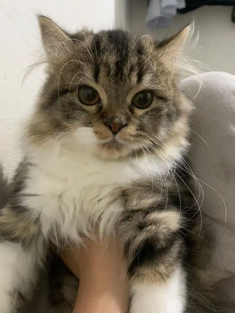 Kitten Persia mix BSH