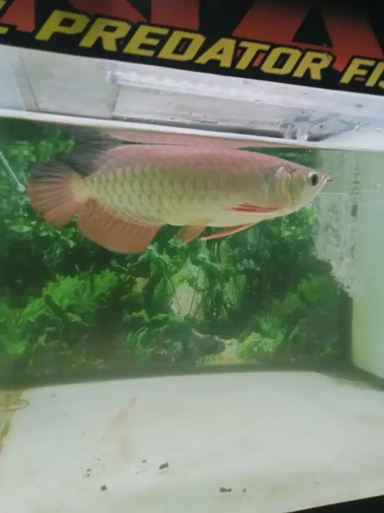 Ikan arwana golden red ukuran -/+ 25 cm