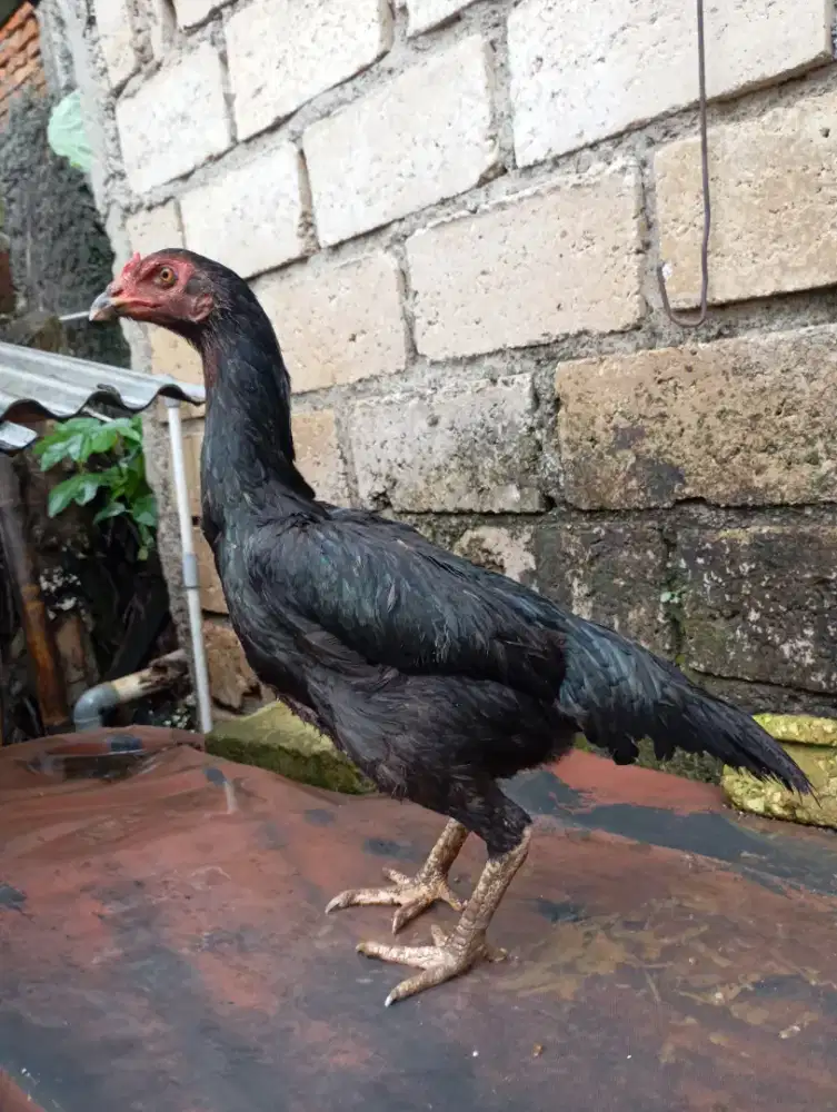 Ayam bangkok lokal betina biang bangkok