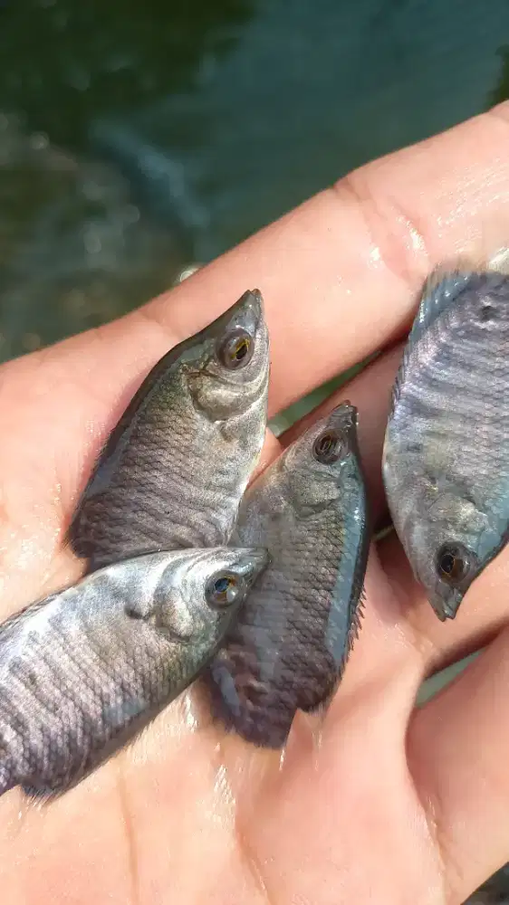 Bibit Gurame Soang Jempol