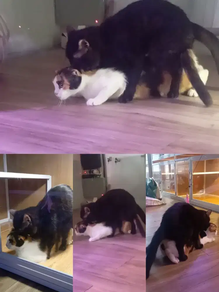 Kucing Scottish fold sudah kawin dengan BSH