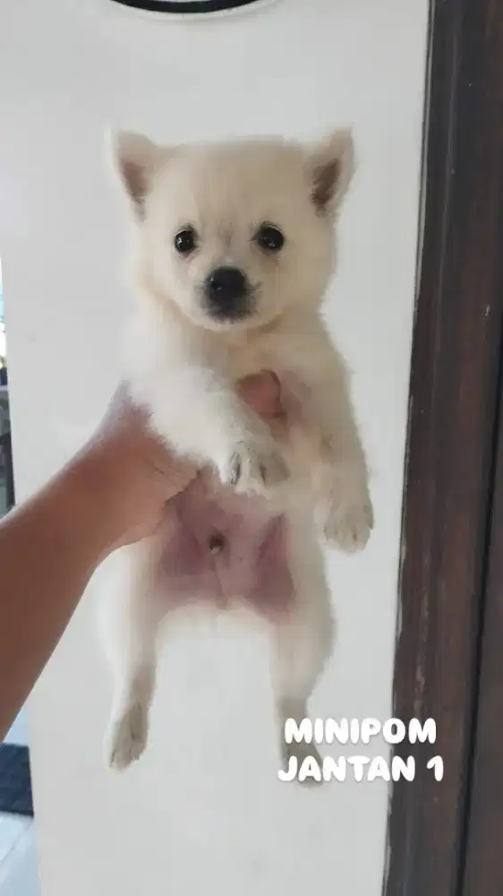 Mini Pomeranian non stb