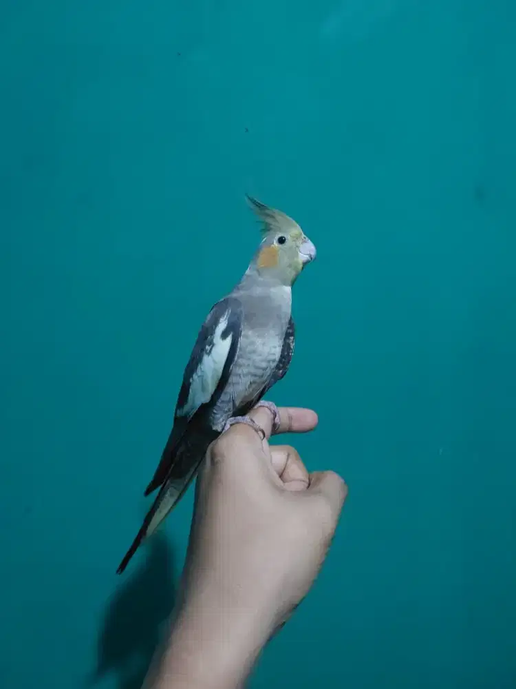 Burung Parkit Australia (Falk) Jinak