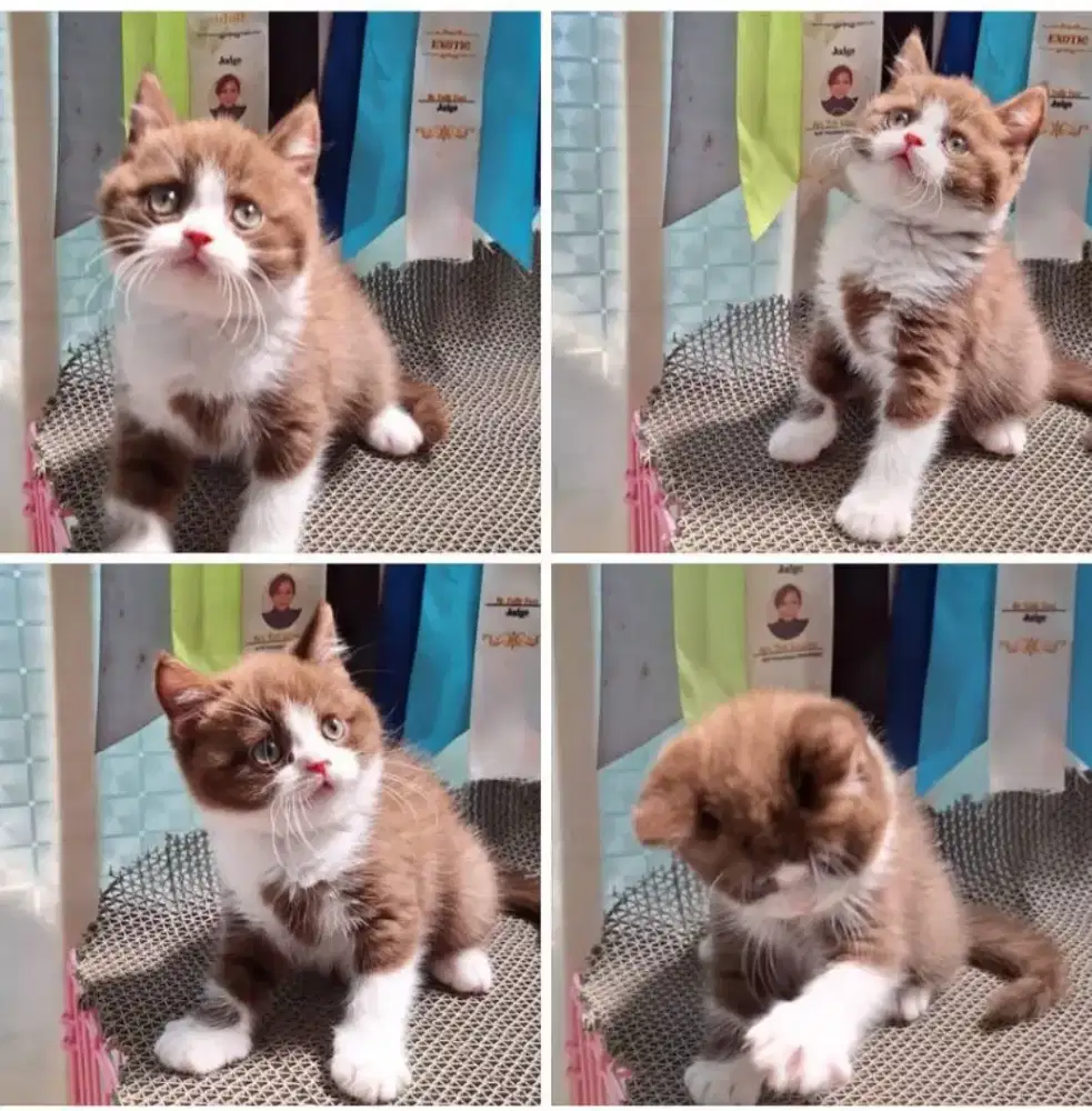 Jangan bicolor cinamon nonped