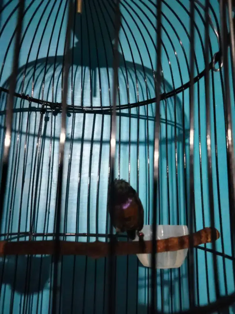 Burung dacok pake ring