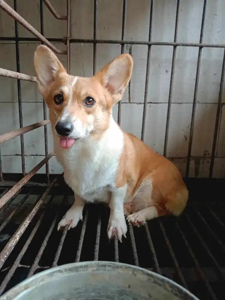Corgi betina umur 3th