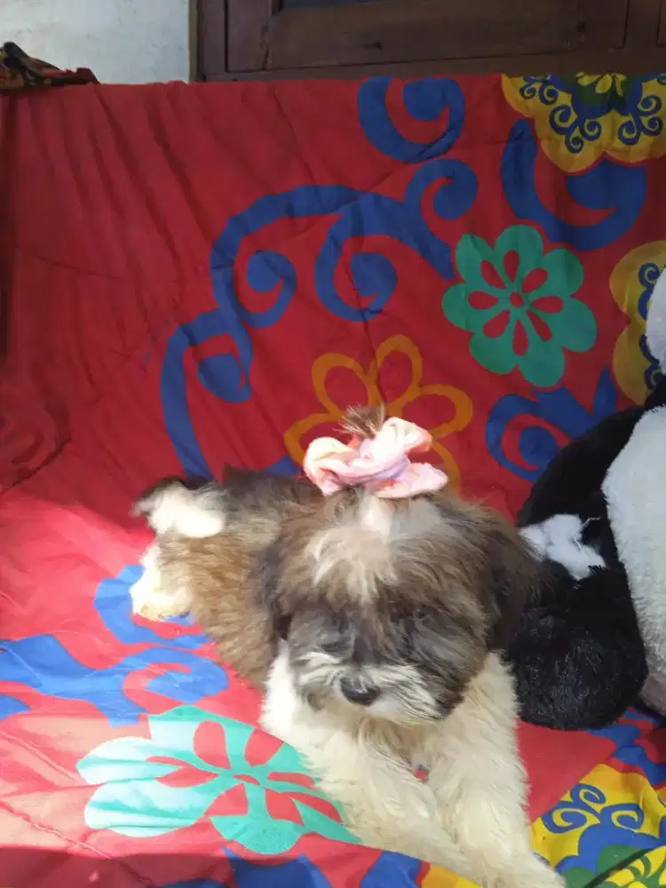 #shintzhu puppy betina 3bulan