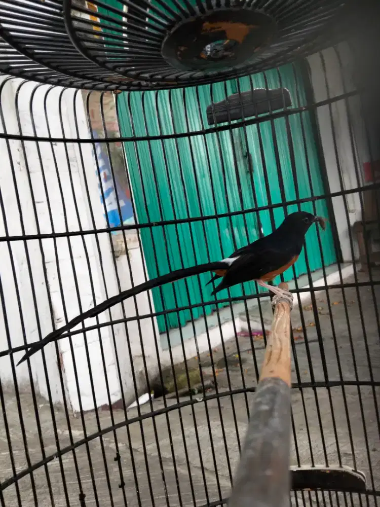 Murai batu ekor panjang pastol