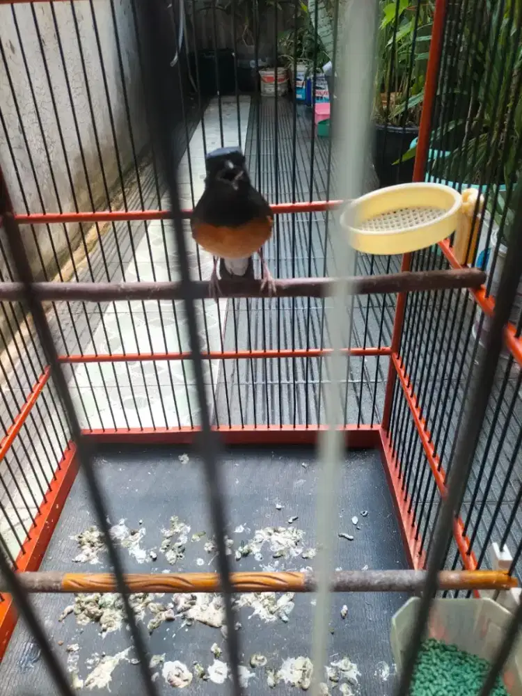 Burung murai batu betina +kandang