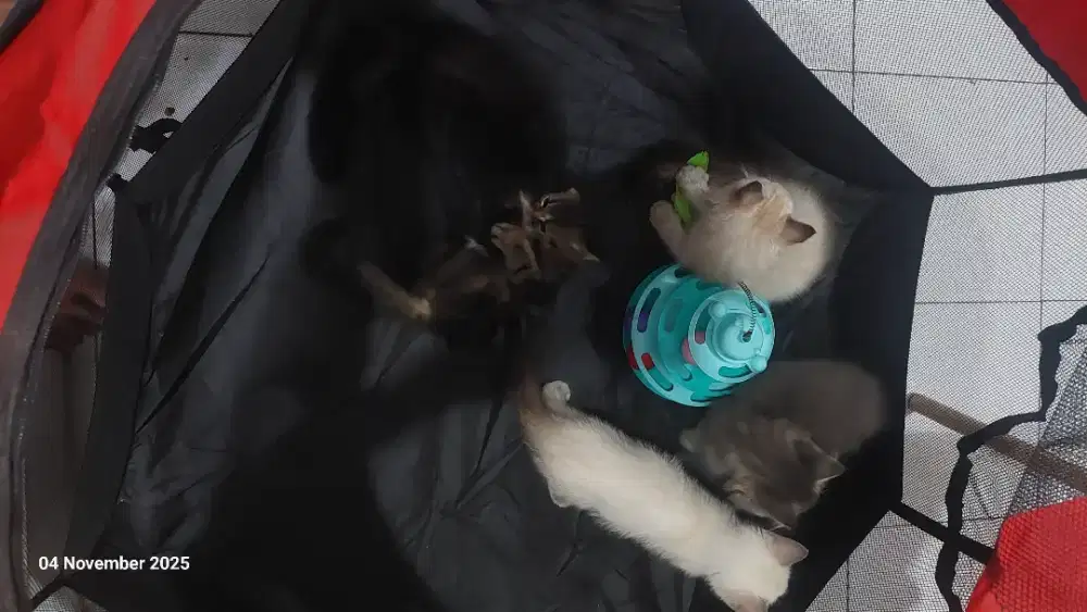 Jual kitten persia himalaya