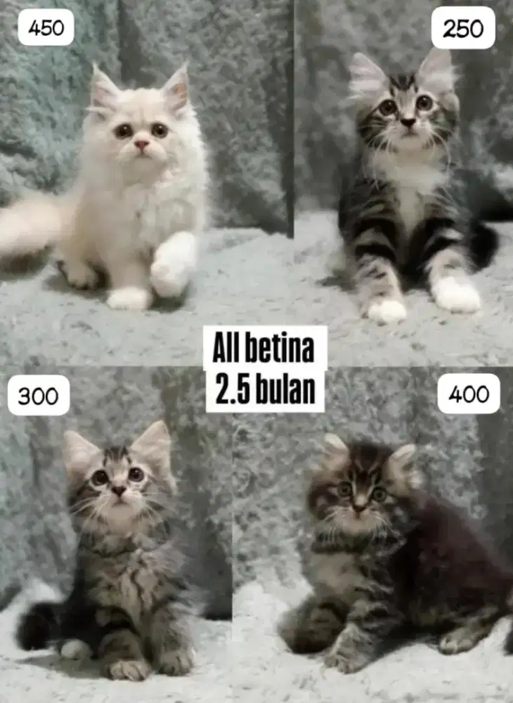 Kucing persia gimbul