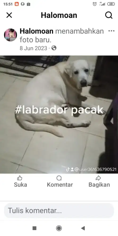 Pacak pejantan labrador