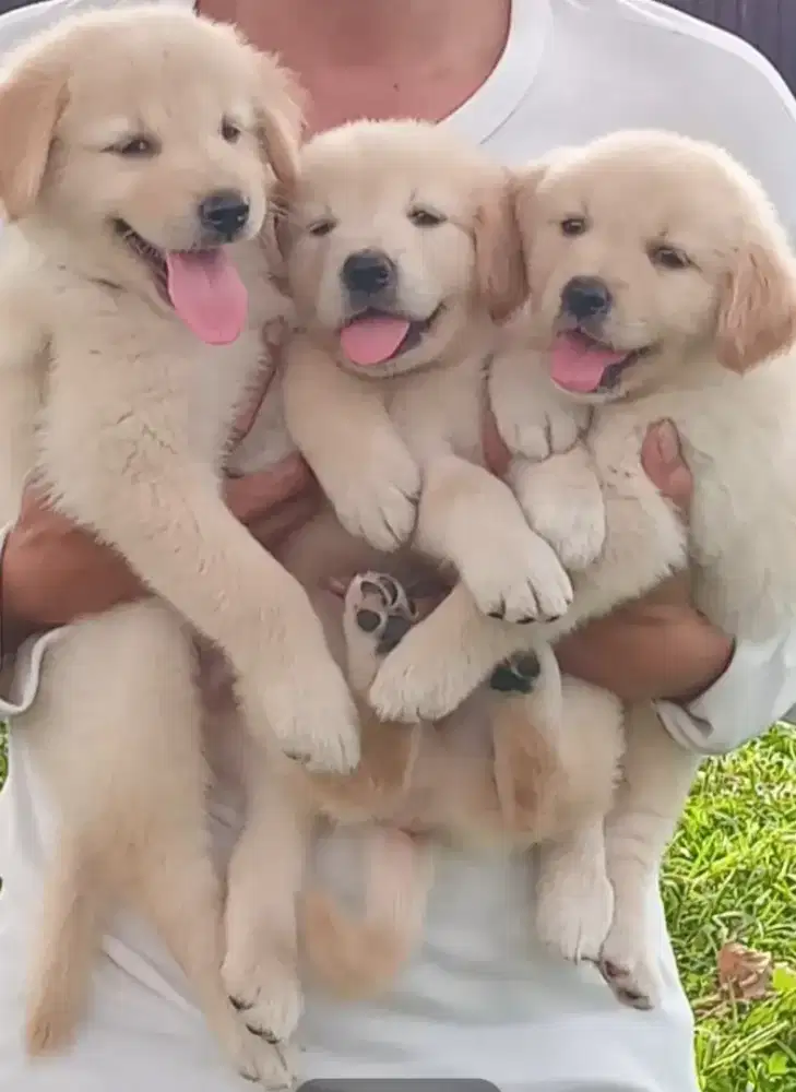 anjing golden jantan