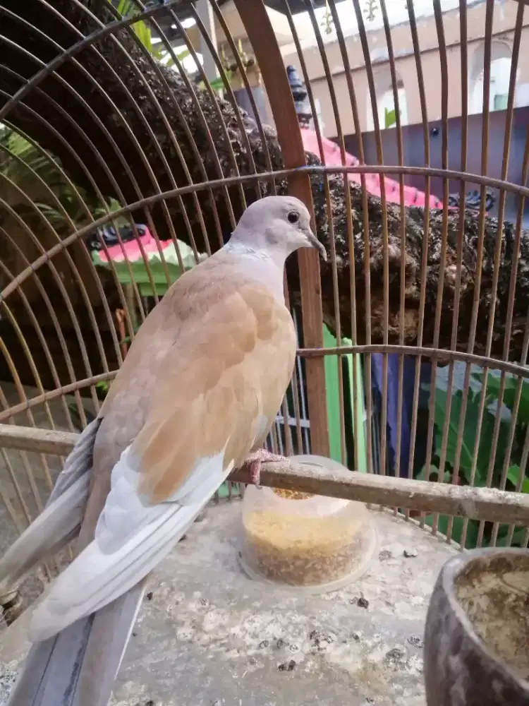 Burung Puter Coklat Jantan