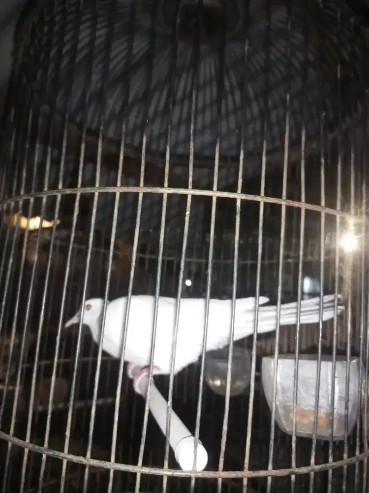 Puter putih mata merah