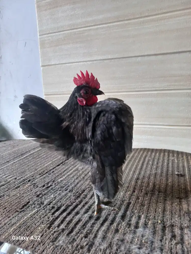 Ayam serama kelabu selam