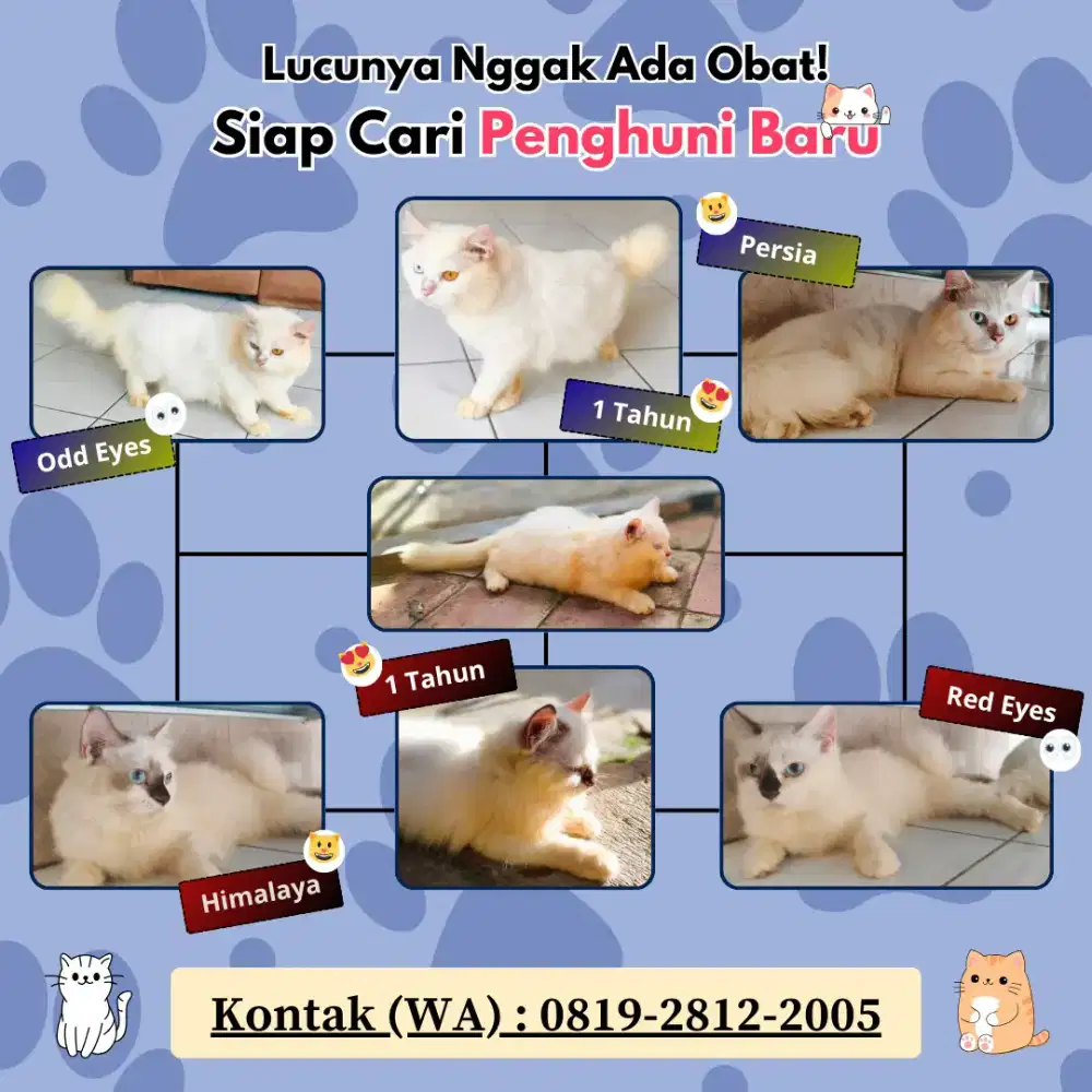Adopsi Sepasang Kucing Lucu! Persia & Himalaya