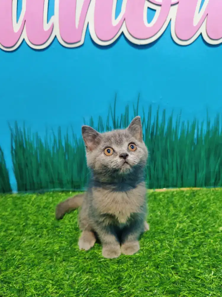 kitten BSH Blue Solid Line Ped British Short Hair Pure Betina