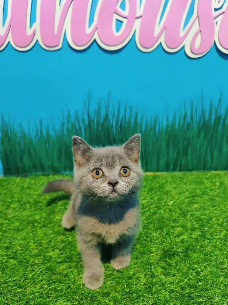 BSH Blue Solid LinePed Betina Kitten British Short Hair Pure