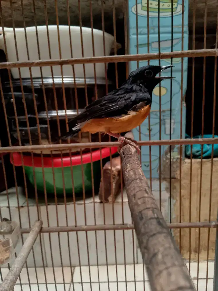 Murai medan trotol jantan burja