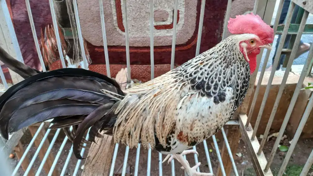 Ayam bekisar Wido Kembang (Silangan ayam hutan hijau y betina kampung)