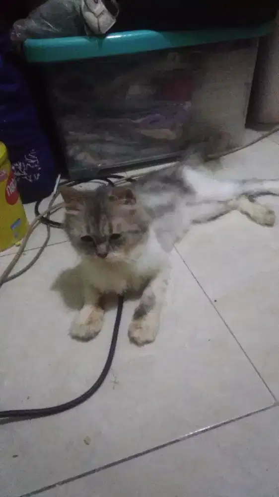 Kucing dewasa betina