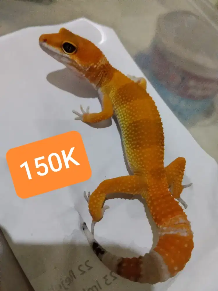 Leopard gecko satuan & borongan