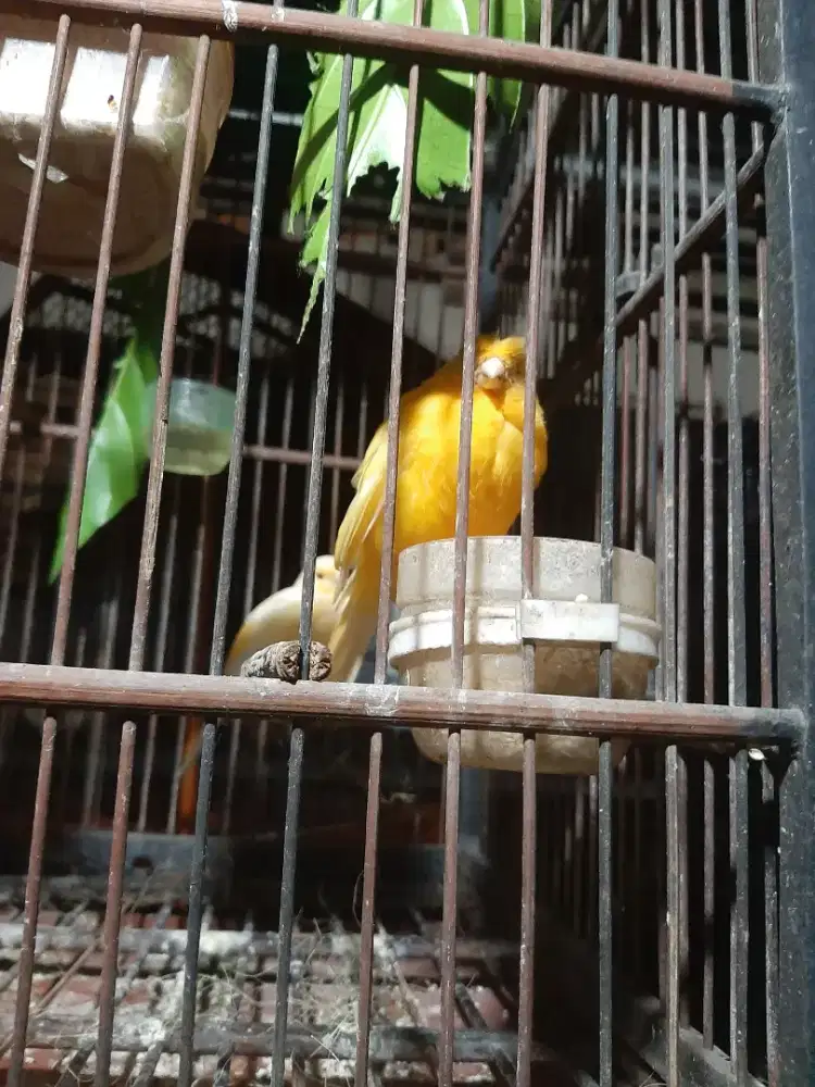 Burung pemakan biji an