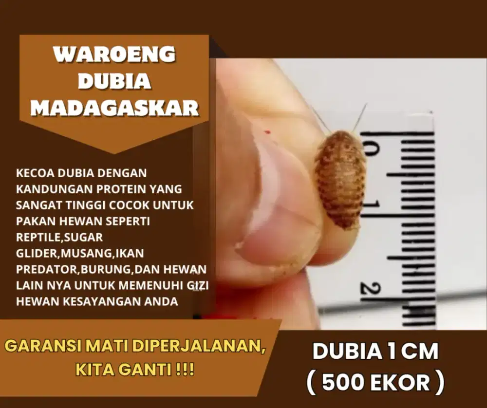 Kecoa dubia termurah di indonesia